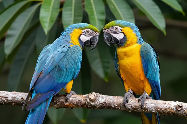 Two blue-and-yellow macaws perched facing each other on a thick branch with green leaves behind them