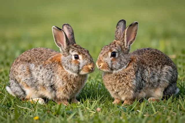 Two wild brown bunnies sit side by side touching noses on lush green grass