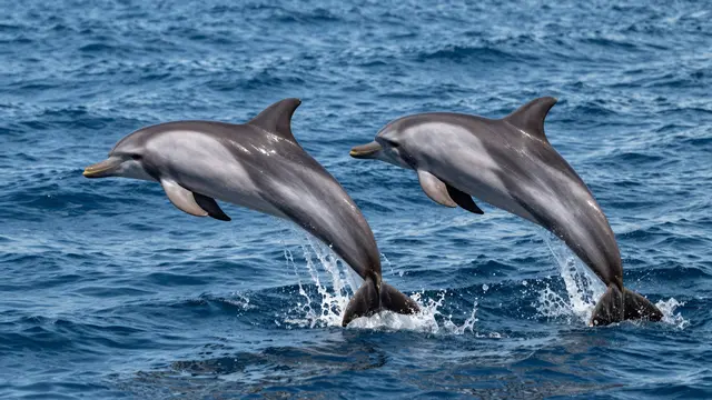 Two dolphins leap in sync above rippling deep blue ocean water with small splashes below them.