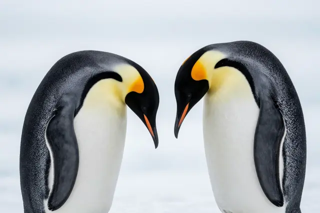 Two emperor penguins face each other with heads bowed on pale icy ground under soft overcast light