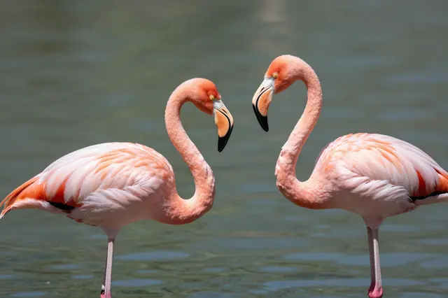 Two pink flamingos stand in calm shallow lagoon water facing each other