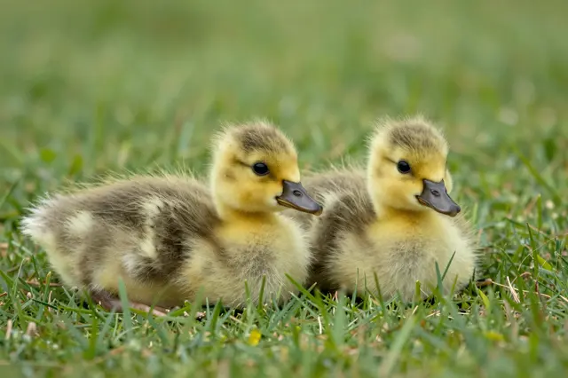 Two soft fluffy yellow and brown goslings rest side by side on green grass