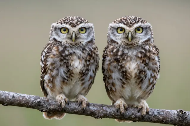 Two fluffy small owls sit side by side on a thin branch, facing directly toward the camera.