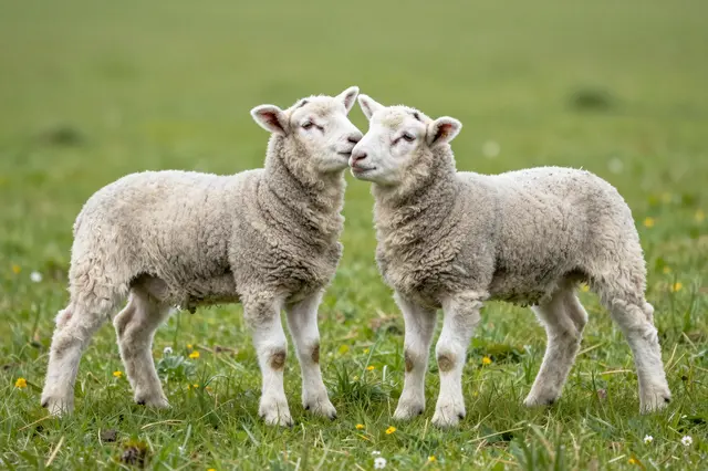Two fluffy lambs stand gently touching noses in a green grassy pasture dotted with small wildflowers