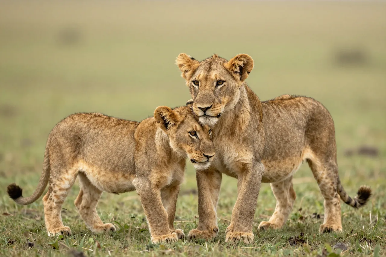 Two young lion cubs stand closely touching on an open grassy savanna plain