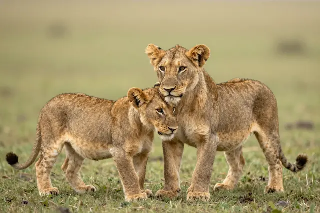 Two young lion cubs stand closely touching on an open grassy savanna plain