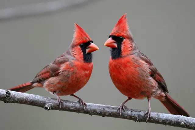 Two northern cardinal birds perch facing each other on a thin woody branch against a soft blurred neutral background