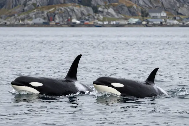 Two side-by-side orcas surface in calm fjord water with a coastal village and rocky cliffs behind them