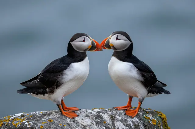 Two Atlantic puffins stand on a lichen-covered rock touching beaks against a blurred sea background.