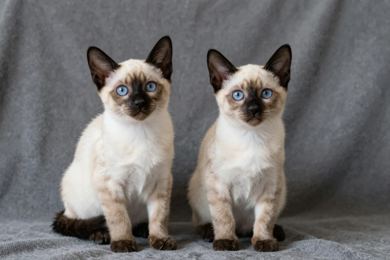 Two young Siamese kittens with bright blue eyes sit side by side on a soft gray fabric blanket.