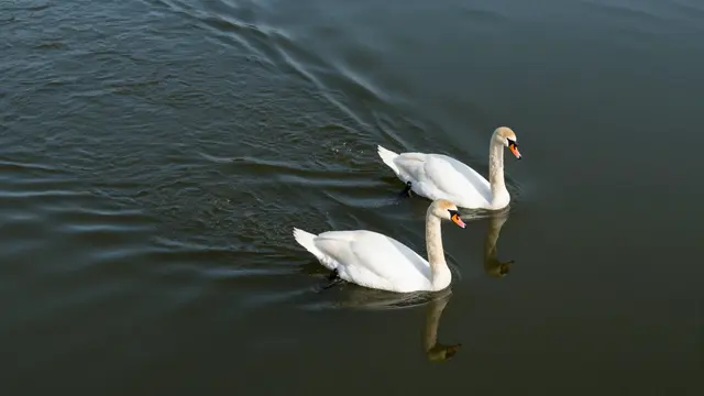 Aerial view of two mute swans leaving curved wake trails as they swim across dark still lake water