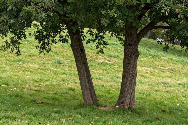 Two closely positioned tree trunks with intermingling foliage stand on a sloped grassy park hill.