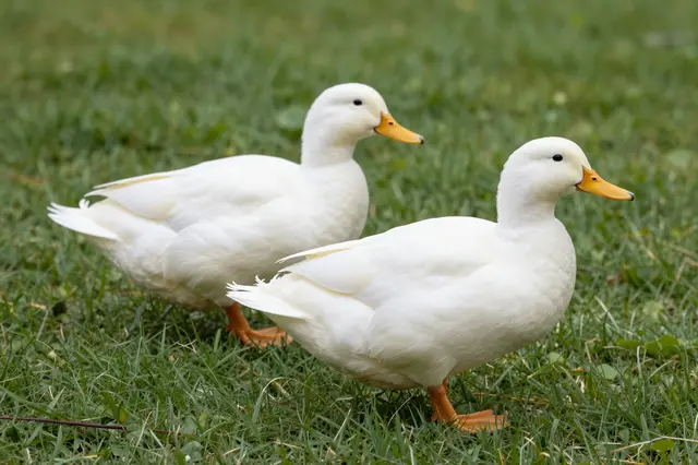 Two white Pekin ducks stand side by side on lush green grass, facing to the right.