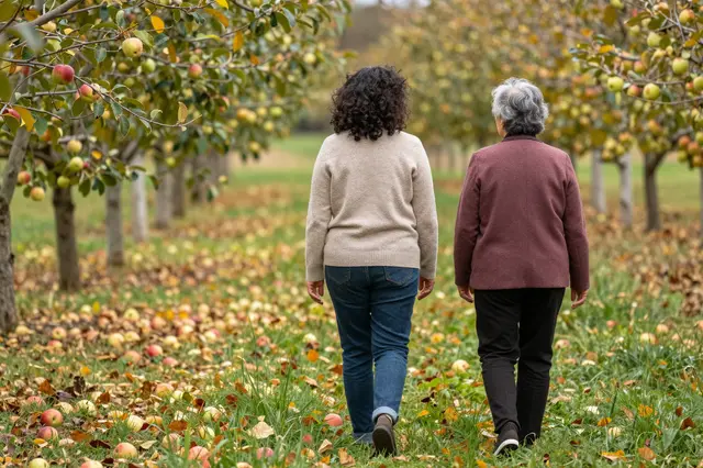 Two older women viewed from behind walk through a fruit orchard scattered with fallen apples in autumn