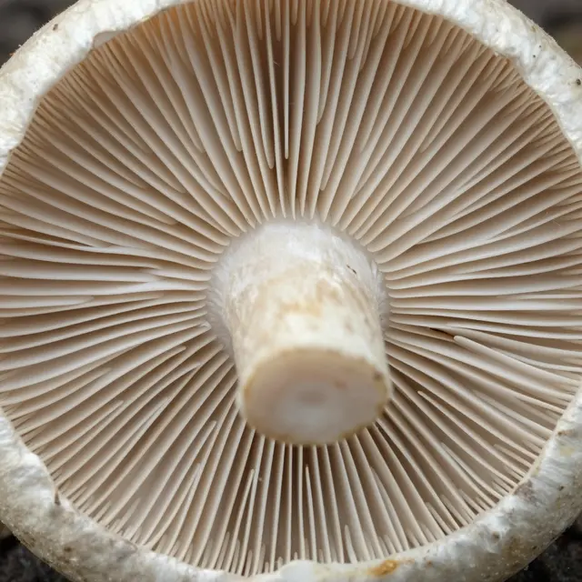 Close up macro view of the fine radial gills on the underside of a white mushroom cap
