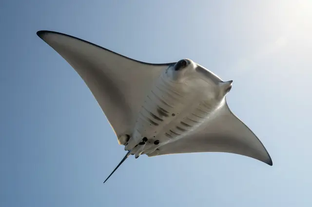 A manta ray seen from below swims against clear blue sunlit water