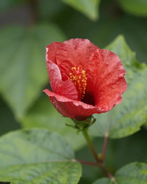 Close-up macro shot of a partially open red hibiscus flower against soft blurred green foliage