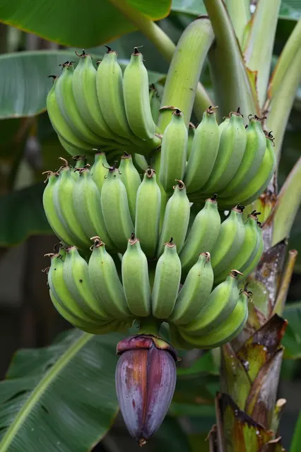 Cluster of unripe green bananas hangs from a banana plant above a large purple flower bud.