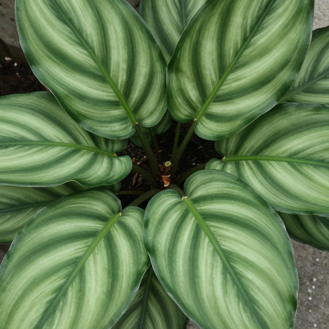 Top down close up of striped variegated calathea plant leaves arranged in a tight rosette