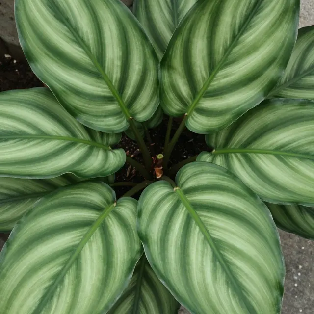 Top down close up of striped variegated calathea plant leaves arranged in a tight rosette