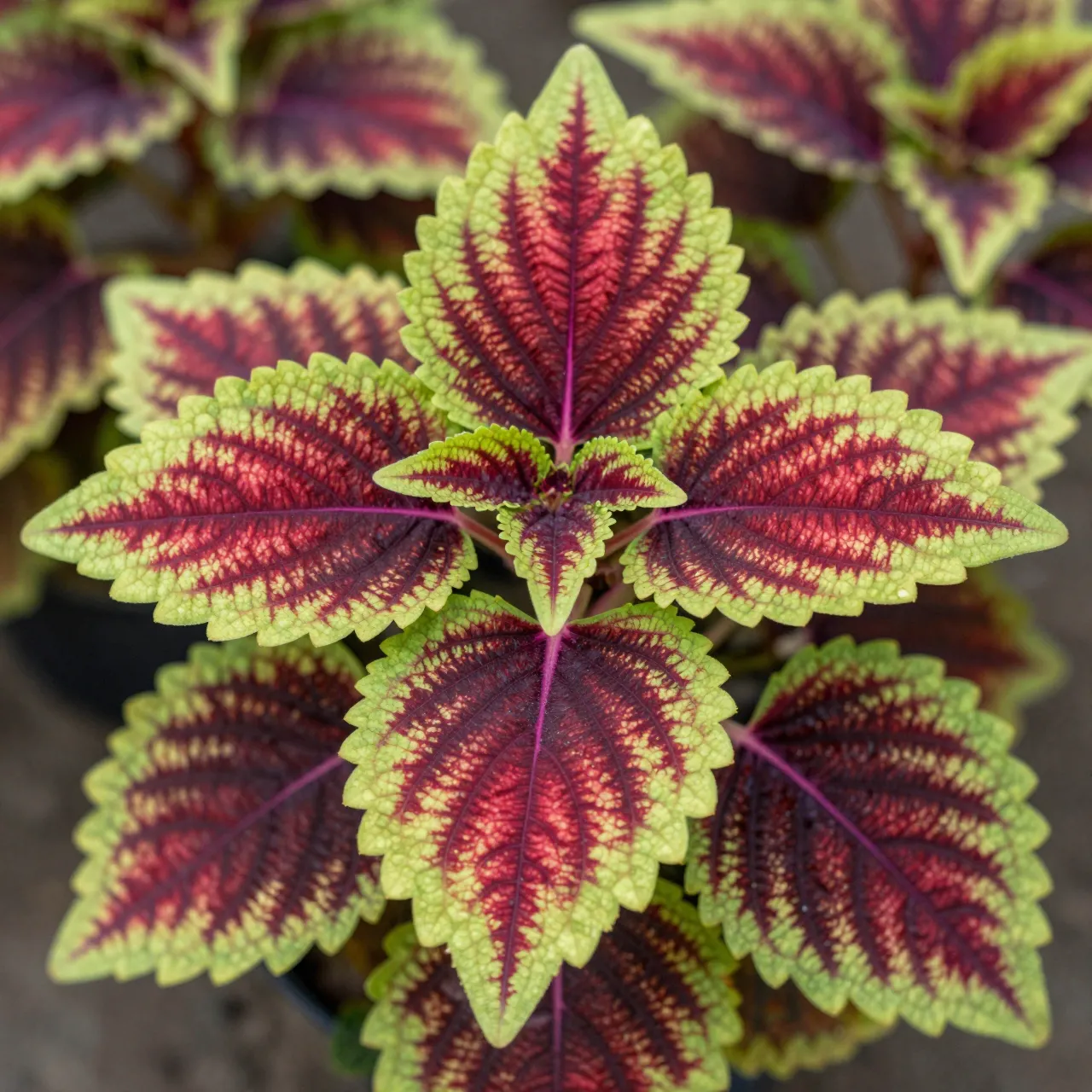 Top-down close-up of a coleus plant with contrasting red, lime green, and purple patterned leaves.