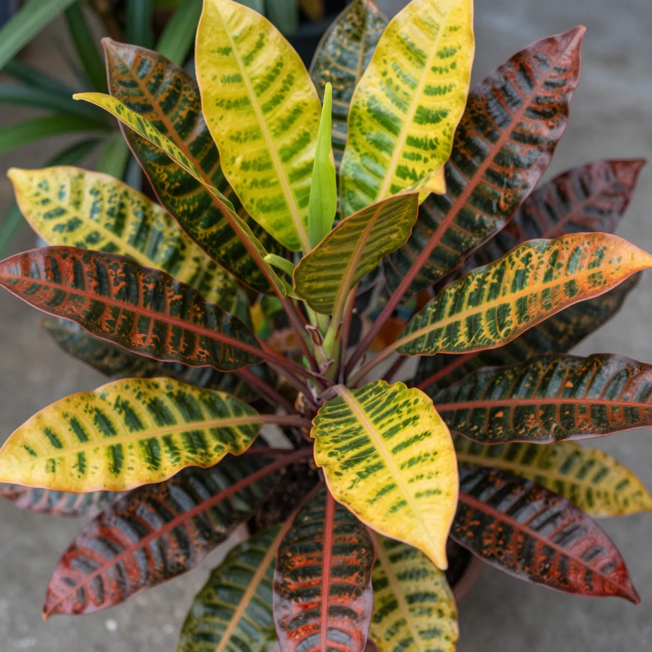 Top-down close-up of a croton plant showing vibrant multicolored patterned foliage