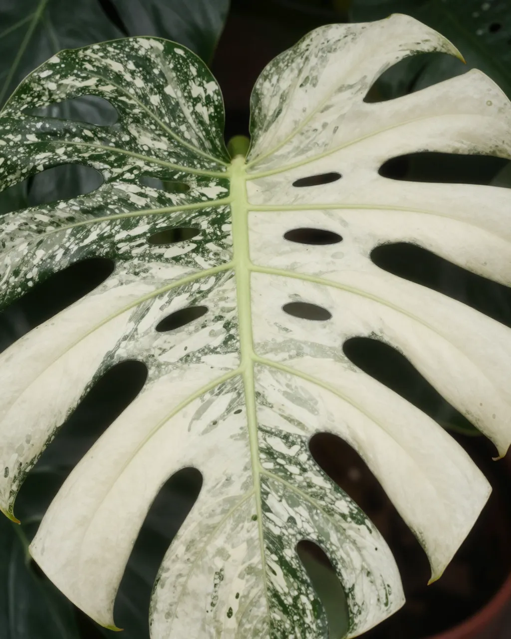 Close-up of a variegated monstera leaf with creamy white and deep green marbled patches in soft light
