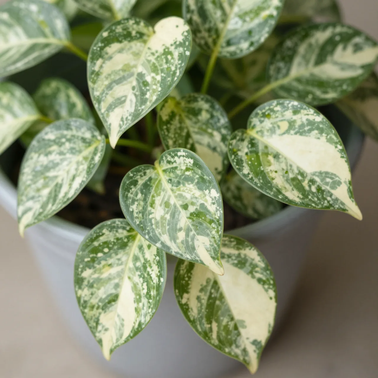 Close-up view of trailing variegated pothos leaves with cream and green marbling in a light gray plant pot