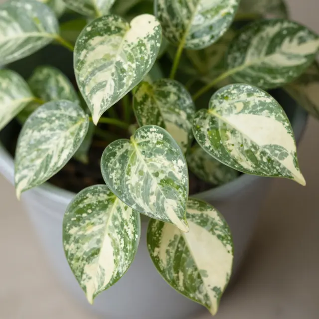 Close-up view of trailing variegated pothos leaves with cream and green marbling in a light gray plant pot