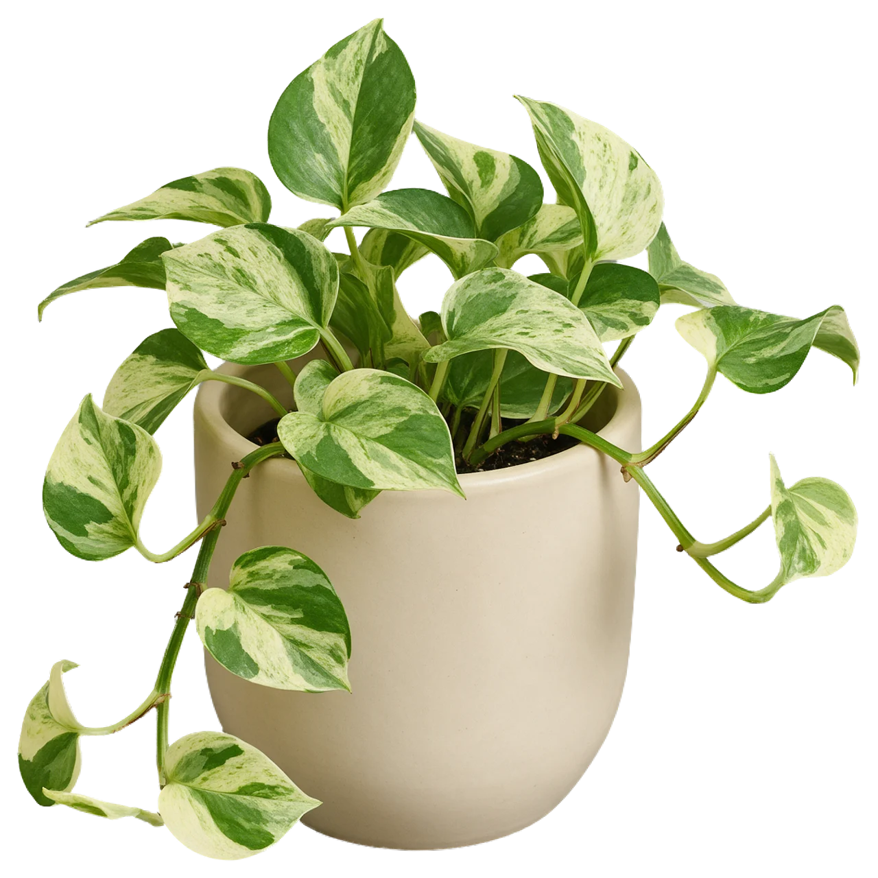 Trailing variegated pothos plant growing in a plain matte cream ceramic pot.