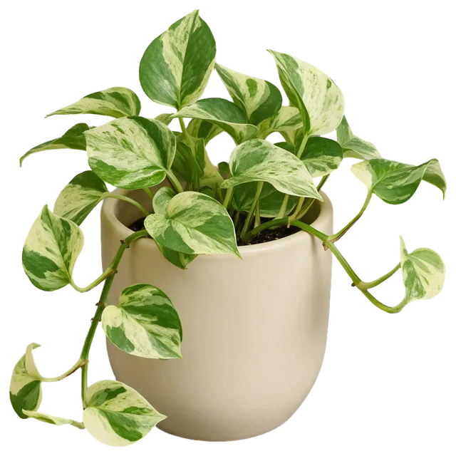 Trailing variegated pothos plant growing in a plain matte cream ceramic pot.