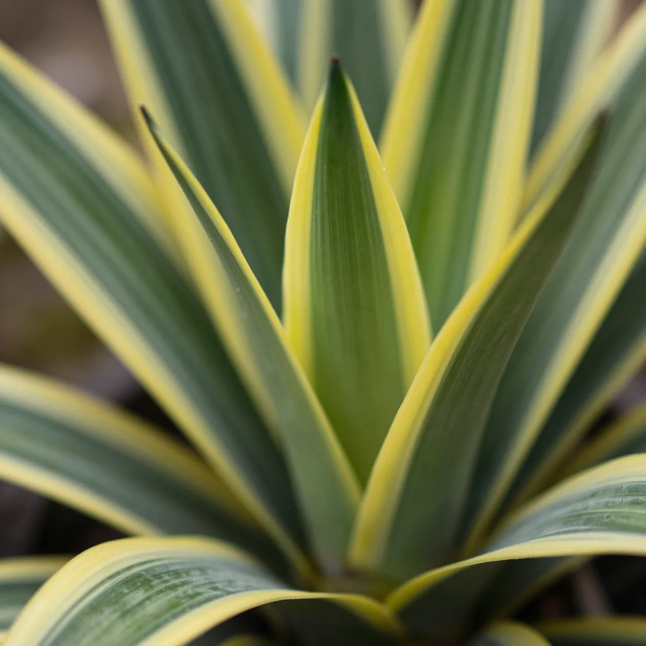 Close-up view of sharp-tipped sansevieria leaves with distinct pale yellow variegated edges arranged in a rosette