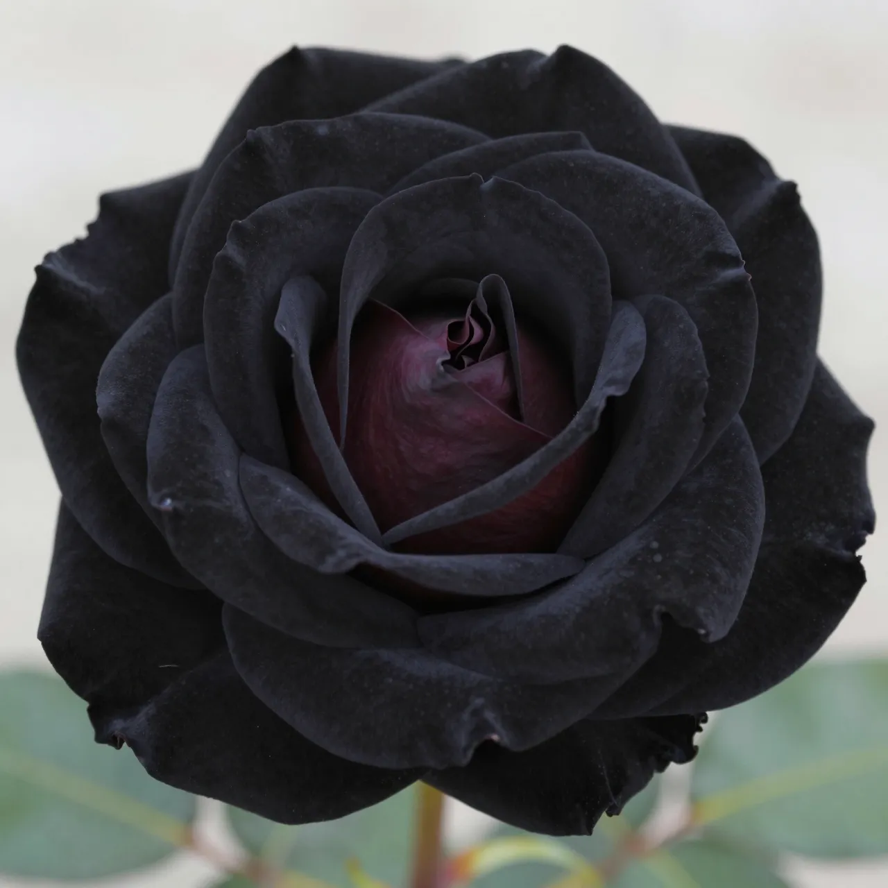 Close-up of a dark velvety black rose with a deep burgundy center against a soft blurred background