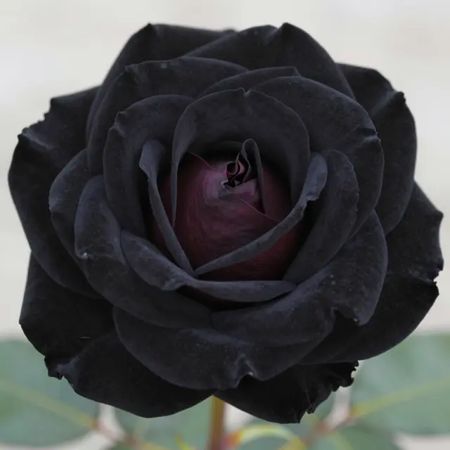 Close-up of a dark velvety black rose with a deep burgundy center against a soft blurred background