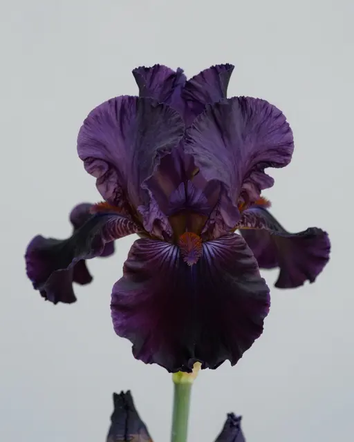 Close-up of a velvety black-purple bearded iris against a soft pale gray studio background