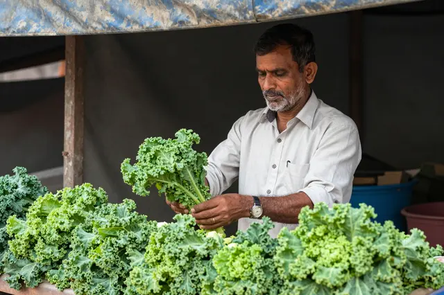 South Asian senior man arranges bunches of fresh kale at his canvas awning market stall