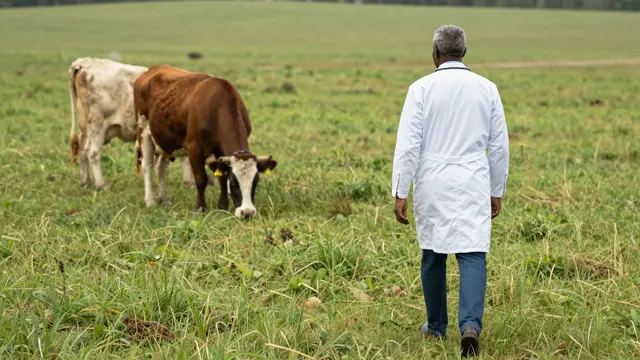 A senior Black veterinarian in a white coat walks toward two grazing cows in a green pasture, viewed from behind.