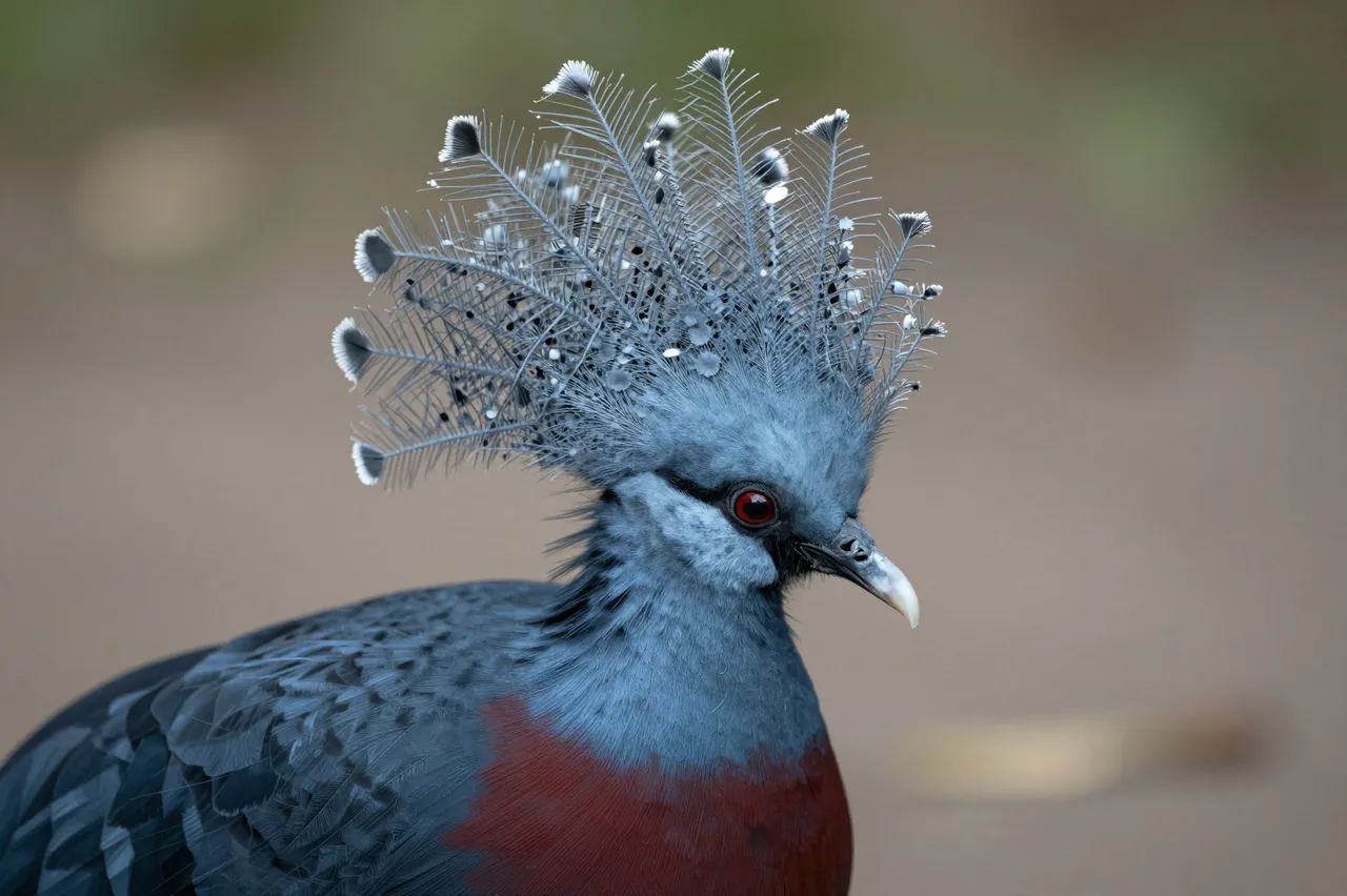 Close-up portrait of a victoria crowned pigeon showing its elaborate lacy crest of feathers