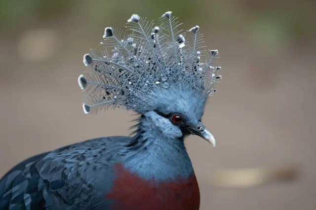 Close-up portrait of a victoria crowned pigeon showing its elaborate lacy crest of feathers