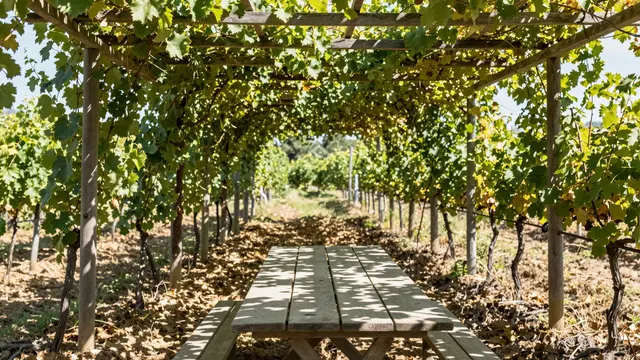 Wooden picnic table sits shaded under a grapevine pergola in a sunlit vineyard on a warm afternoon