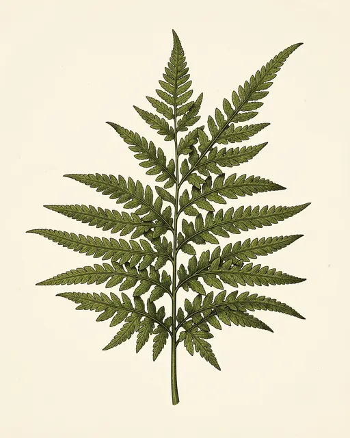 Detailed vintage style illustration of a fern frond set against a plain cream paper background