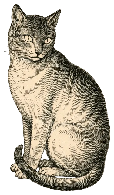 Antique style engraving of a sitting cat looking back over its shoulder with curled tail