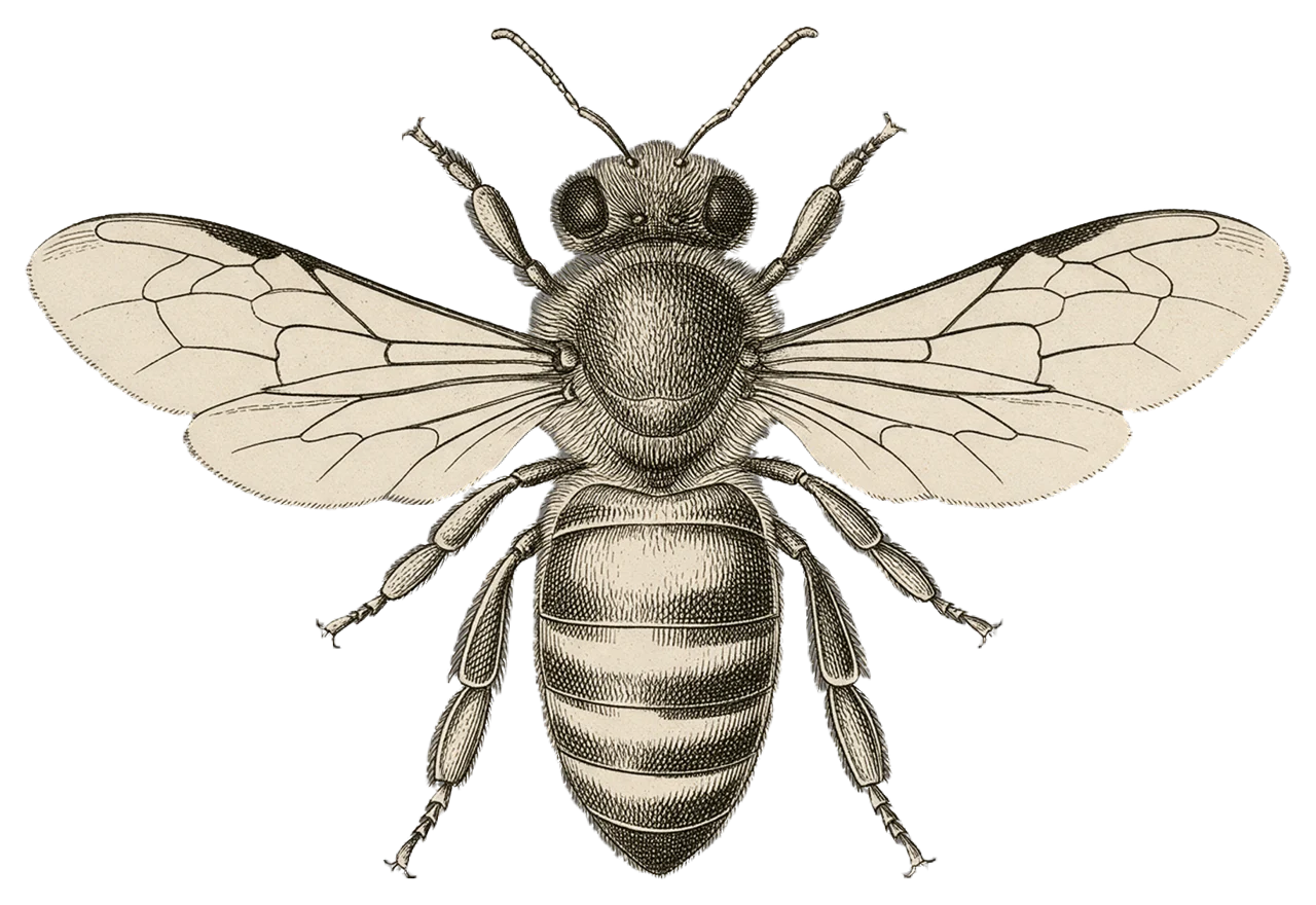Top-down antique engraved illustration of a honeybee with spread, detailed wings and fine cross-hatching lines