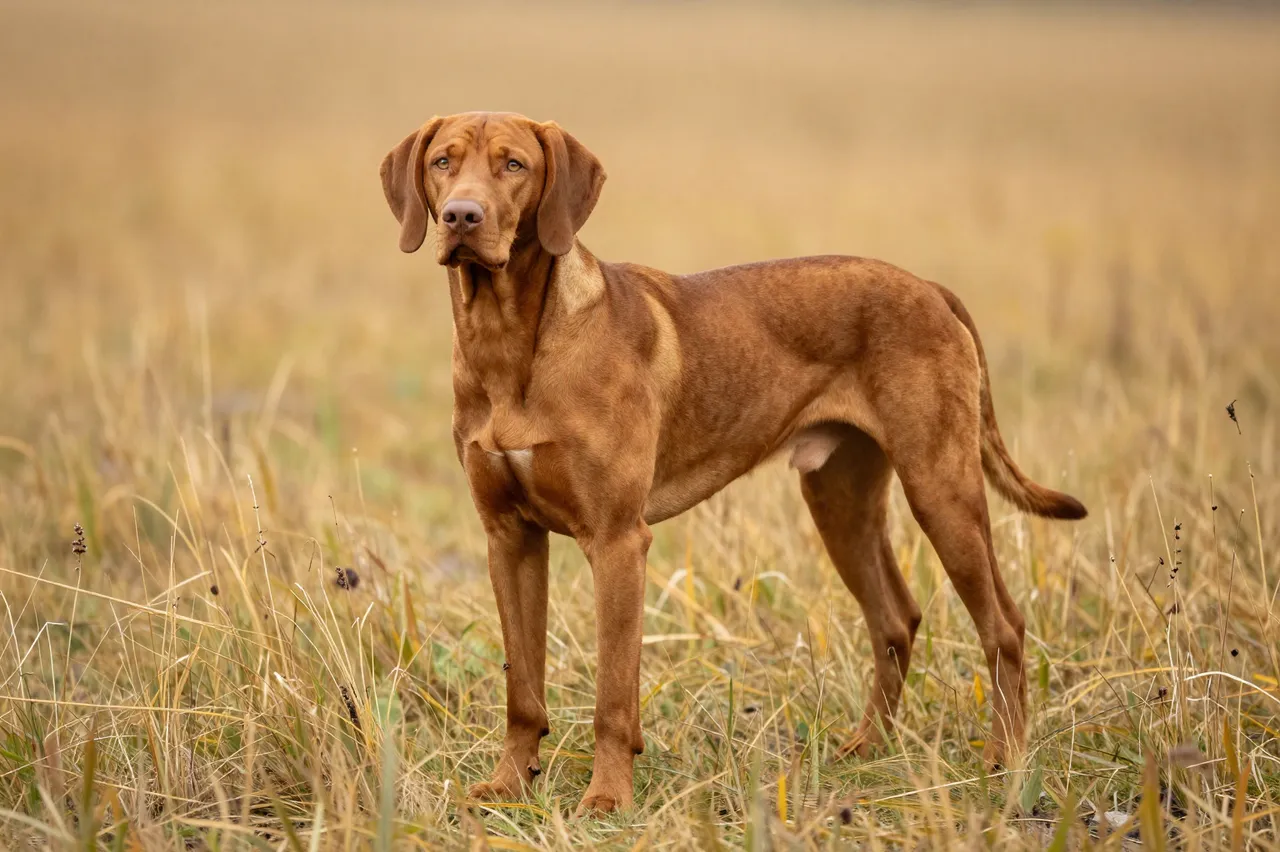 A red-coated vizsla dog stands alert in sunlit golden autumn meadow grass.