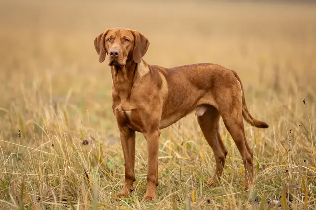 A red-coated vizsla dog stands alert in sunlit golden autumn meadow grass.