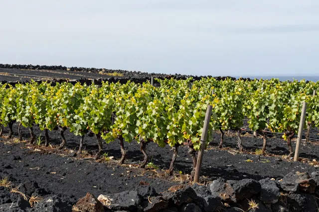 Rows of low grape vines grow in black volcanic soil beneath a hazy pale sky, with stone boundary walls