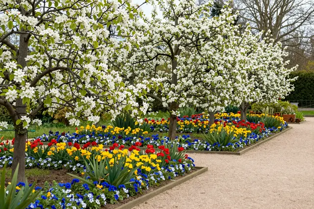 Blossoming espalier fruit trees stand above colorful flower borders alongside a light gravel garden path