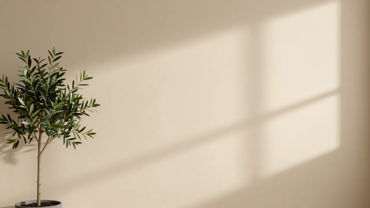 A small potted olive tree sits against a warm beige studio wall with soft window shadow cast across it