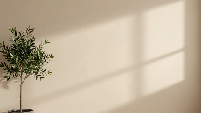 A small potted olive tree sits against a warm beige studio wall with soft window shadow cast across it