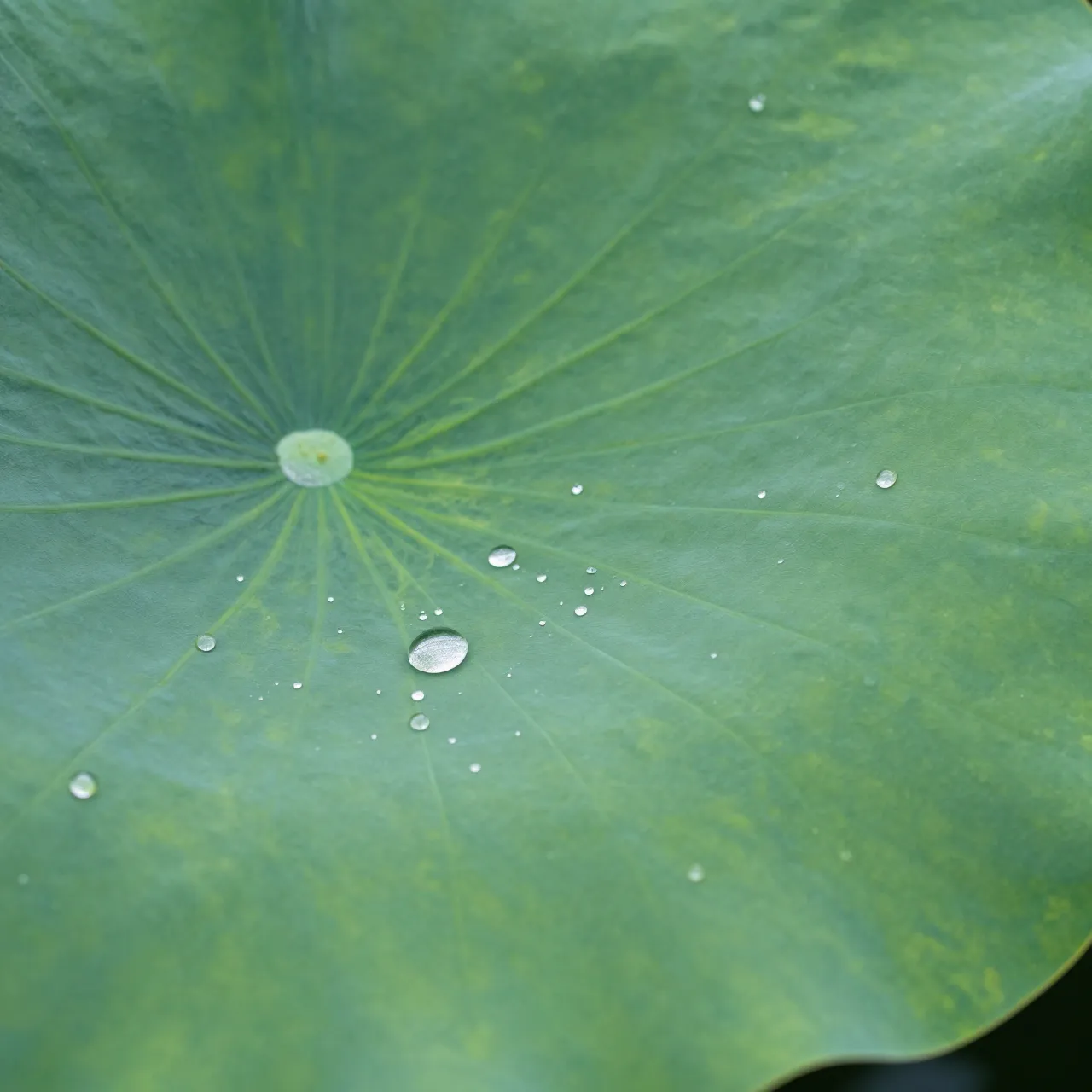 Close-up macro view of clear water beading on the surface of a broad green lotus leaf
